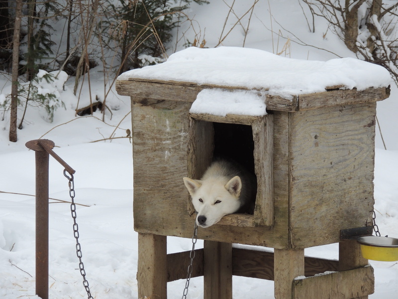 cat, day, wood - material, den, covering, hardwood, arctic fox, winter, domestic animals, wood, cold temperature, tree, brown, canine, one animal, mammal