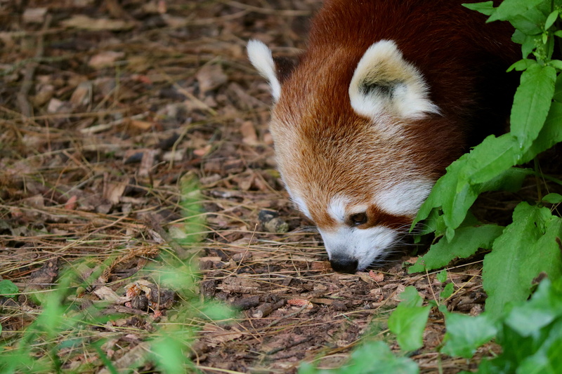 5K, selective focus, wildlife, close-up, bear, vertebrate, outdoors, mammal, moss, animal, soil, paignton zoo environmental park, no people, whisker, paignton