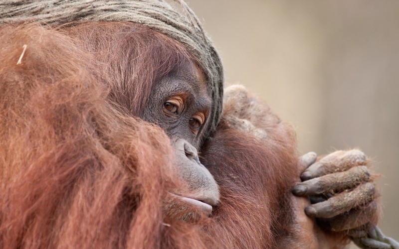 animals, close-up, young animal, no people, day, animal, animal wildlife, care, orangutans, outdoors, group of animals, vertebrate, zoo, primate, animals in the wild