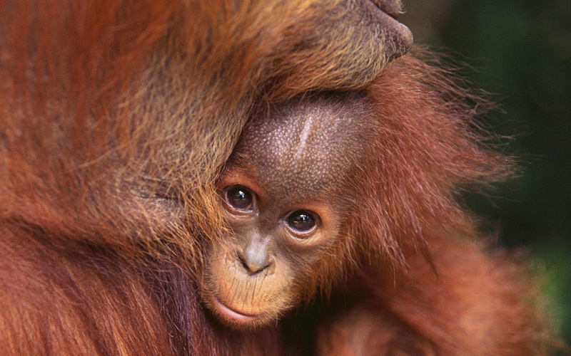 animals, orangutans, 2K, mammals