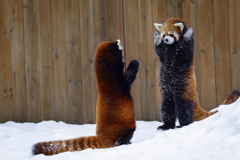 mammals, 1080P, red panda, animals