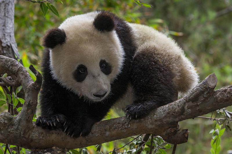 baby, panda, 720P