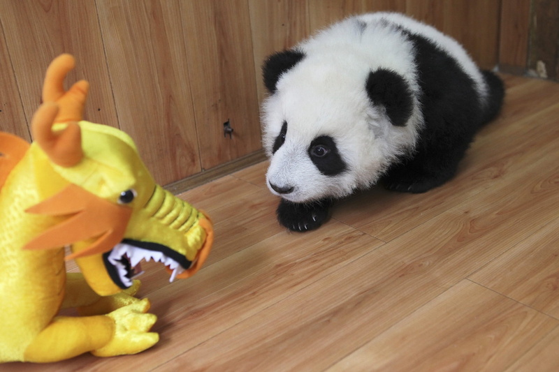 animal, lovely, 1080P, toy, cute, panda, baby, cute baby panda