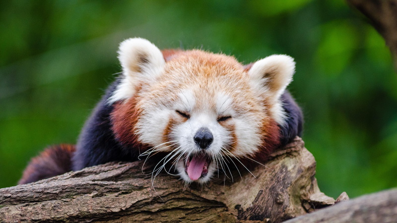 red panda, cute, yawn, 4K, baby