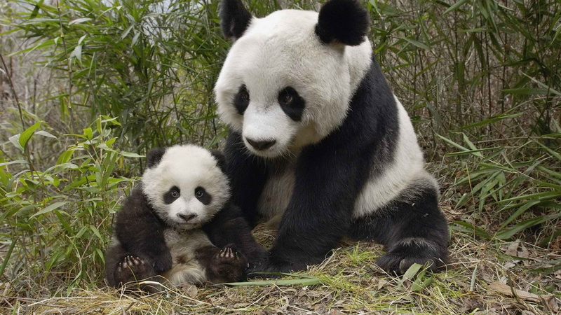 1080P, baby, animals, hd, panda