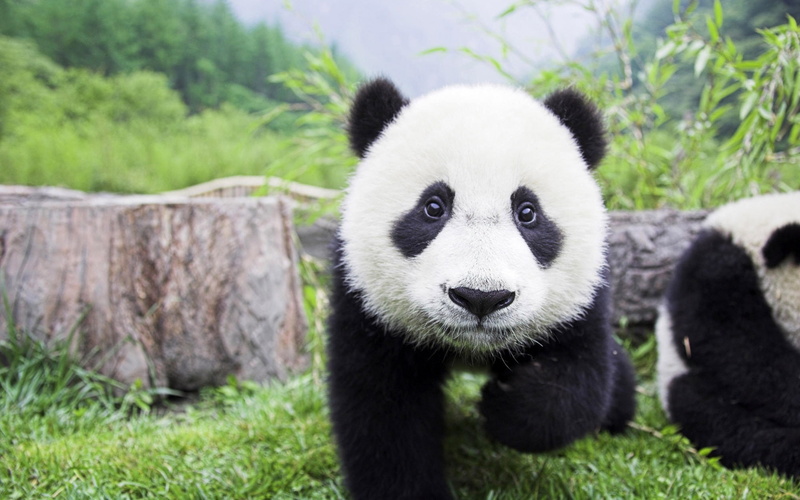 panda, beautiful, baby, 1080P