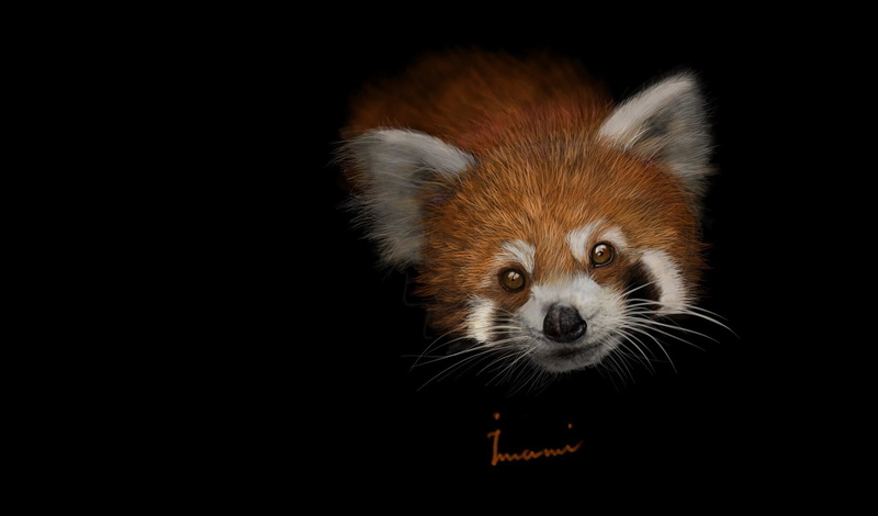 art, Red panda, 1080P, childrens, baby, Khalil Imami