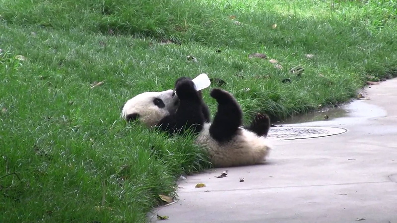pandas, panda, baer, cute, baby, 1080P, bears