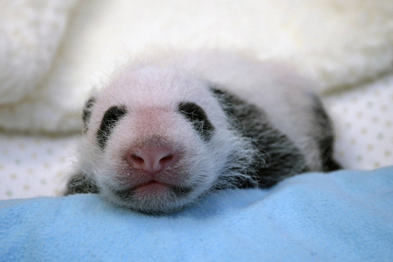 bears, 1080P, panda, baby, pandas, cute, baer