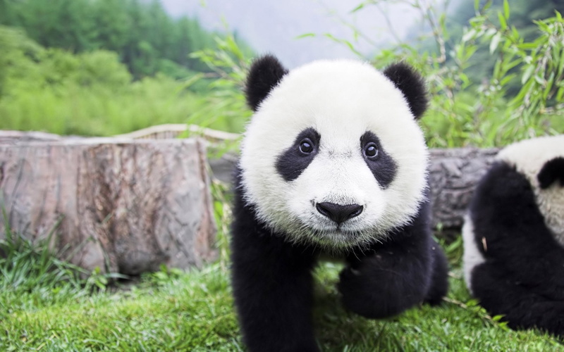 baby, panda, cute, bears, baer, 1080P, pandas