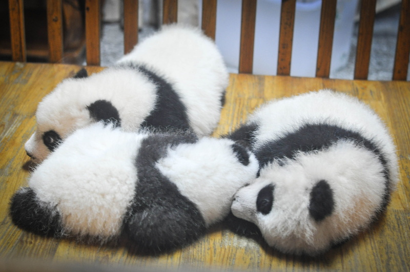 panda bears, sleeping, resting, animal, 2K, softness, tired, panda, white color, indoors, domestic animals, white, animal themes, one animal, young animal