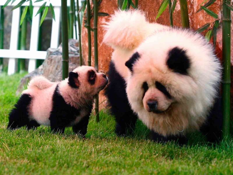 panda, bears, baby, pandas, baer, puppy, dog, 720P, cute, dogs