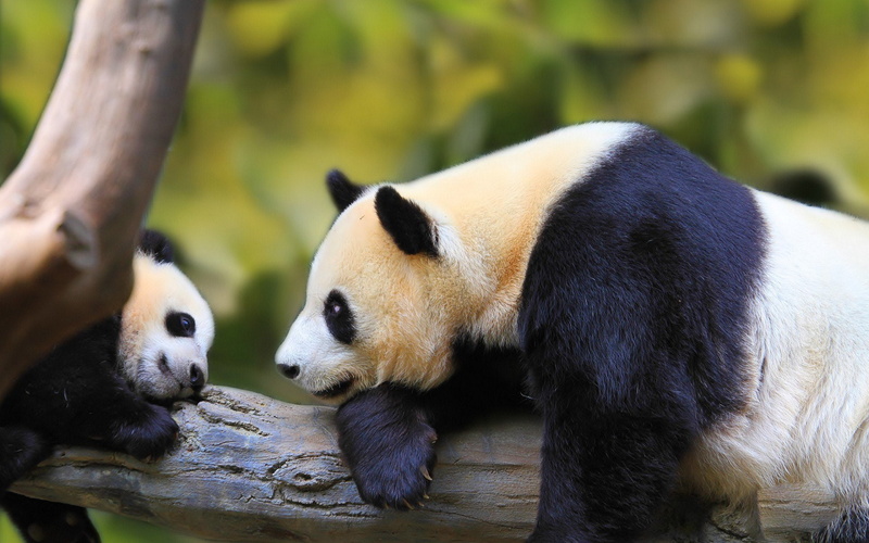 animal, panda, geographic, forest, nature, 1080P, green, baby, national, bird