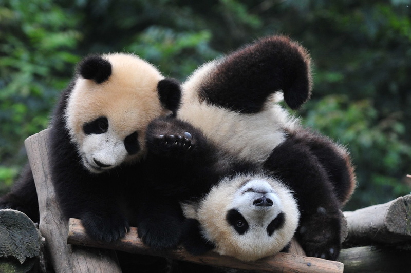 pandas, panda, bears, 1080P, baby, baer, cute