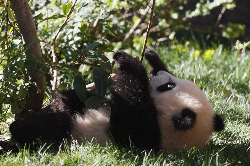 pandas, bears, cute, baer, panda, 4K, baby