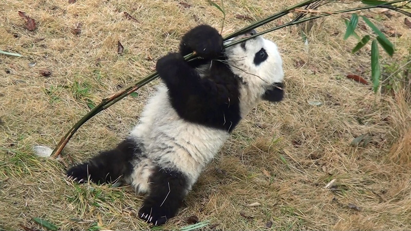 bears, baer, baby, panda, 1080P, pandas, cute