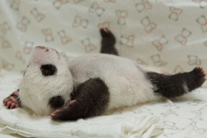 baer, cute, 1080P, bears, pandas, baby, panda