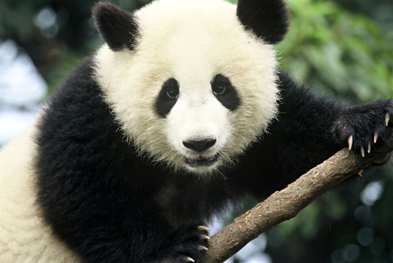 4K, cute, baby, bears, baer, panda, pandas