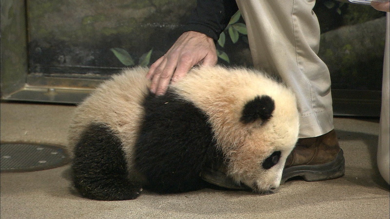 cute, bears, 1080P, pandas, panda, baer, baby