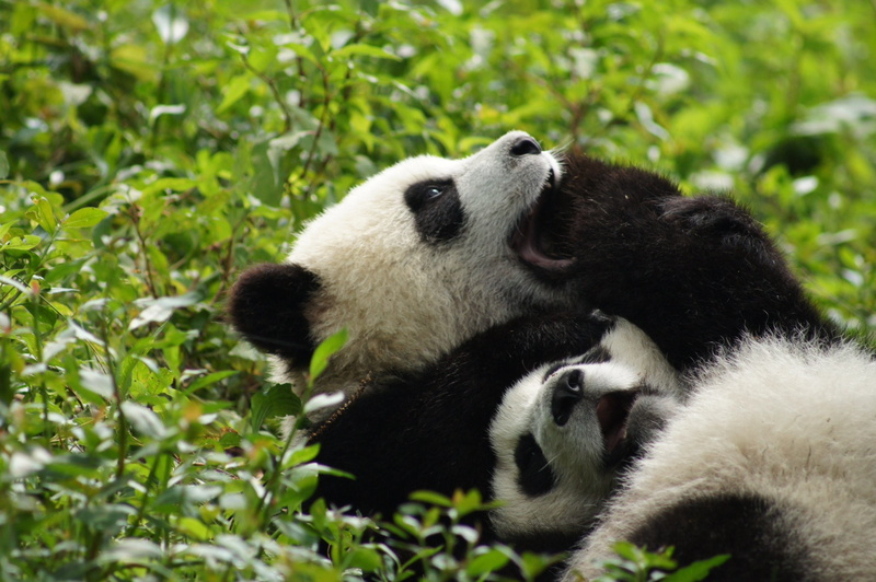 33, two animals, mammal, bamboo - plant, cute, giant panda, baby, Baer, animal family, group of animals, young animal, panda - animal, 1080P, outdoors