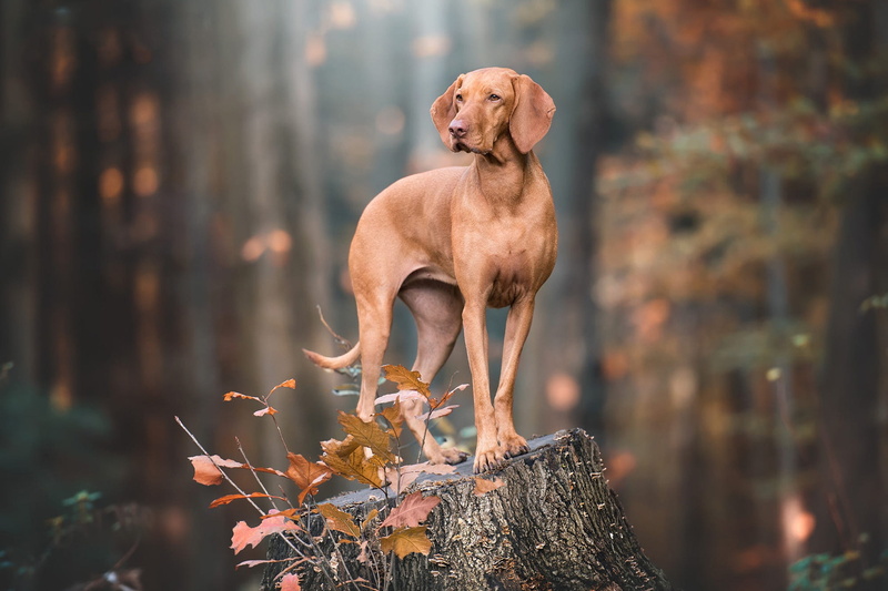 autumn, 1080P, stump, the Weimaraner, dog, pose, brown, look