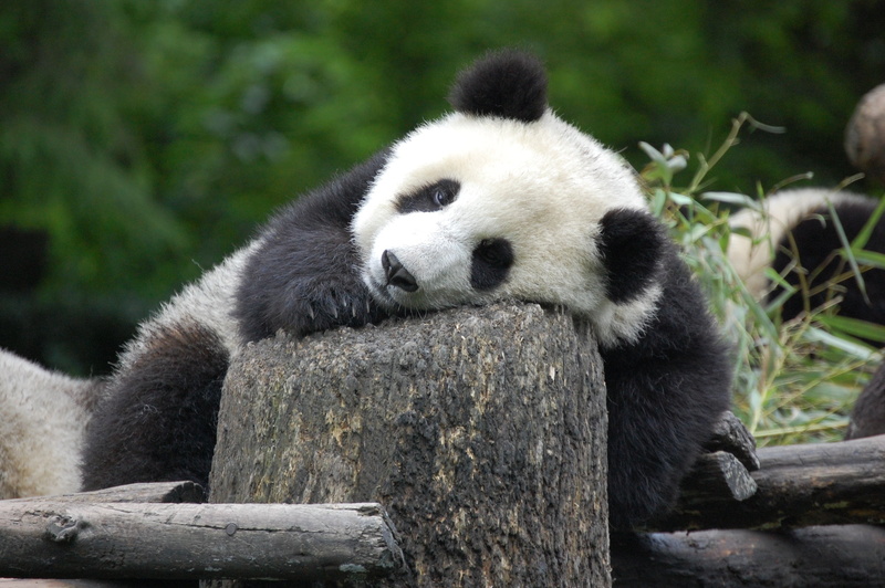 baer, bears, panda, 2K, pandas