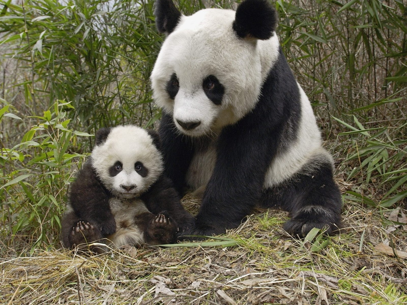 baby, cute, Baer, 2K, Panda, 2560x1920 px, bears, Pandas