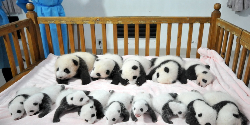 pandas, bears, baer, cute, baby, panda, 1080P