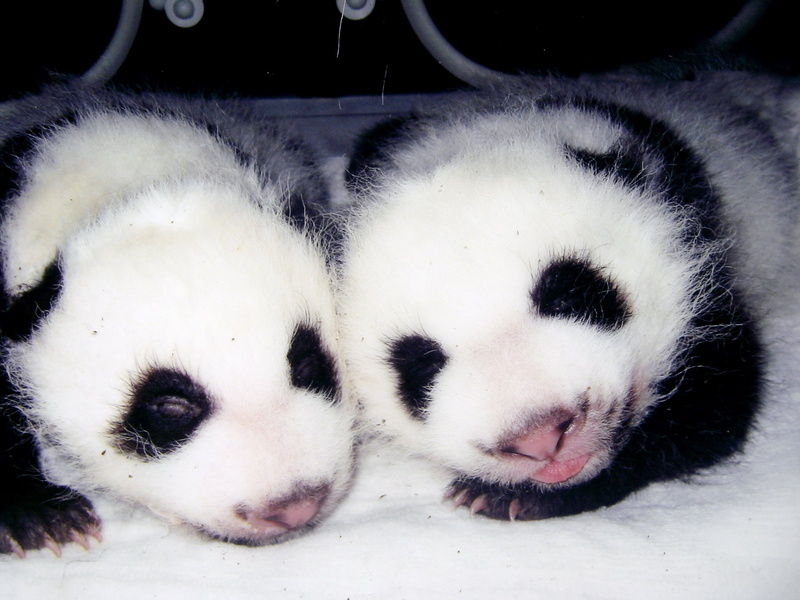 baby, 2K, cute, panda, pandas, bears, baer