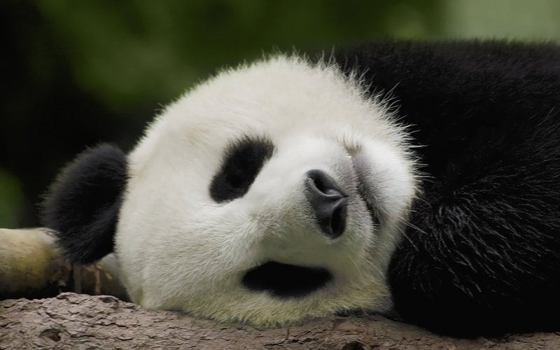 Panda, cute, 67, Pandas, 1080P, bears, Baer, baby
