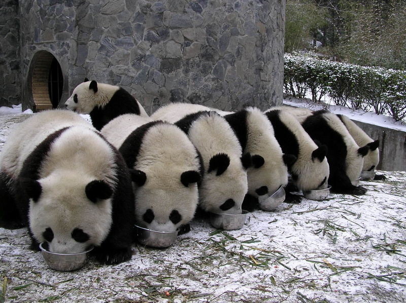cute, panda - animal, zoo, vertebrate, two animals, relaxation, group of animals, baby, 32, animals in the wild, stone wall, wall - building feature, Panda