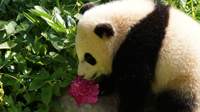 baer, bears, baby, panda, 2K, pandas, cute