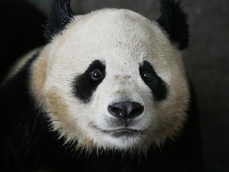 panda, baer, 1080P, bears, pandas