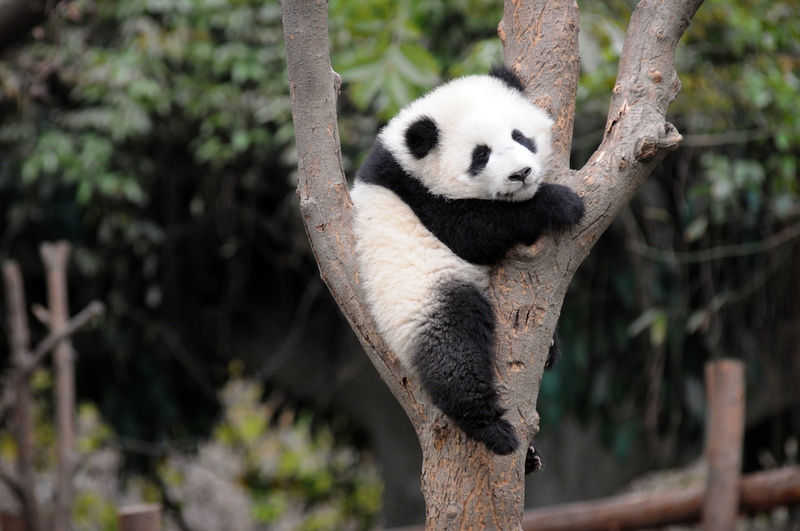 pandas, cute, bears, baby, panda, baer, 4K