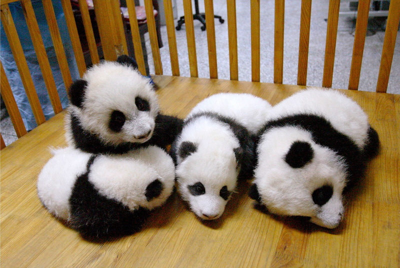 bears, panda, 1080P, cute, pandas, baby, baer