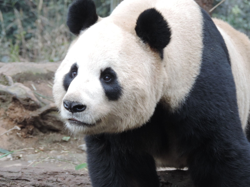 bears, panda, pandas, 1080P, baer