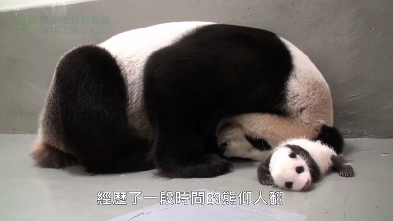 baer, bears, cute, 1080P, baby, panda, pandas