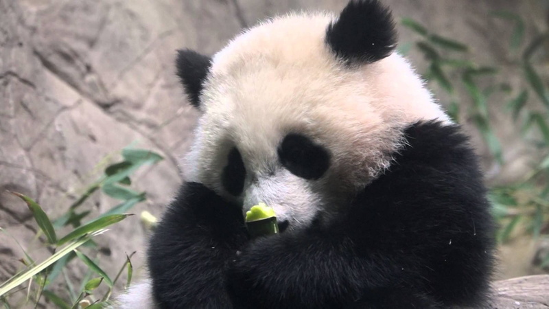 panda, baer, 1080P, bears, pandas