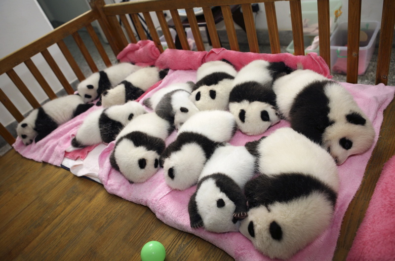 baby, panda, bears, cute, pandas, 2K, baer