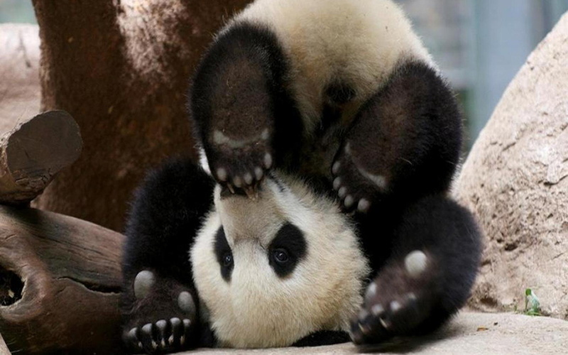 bears, 1080P, pandas, baer, baby, panda, cute