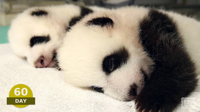 bears, cute, pandas, panda, 1080P, baer, baby