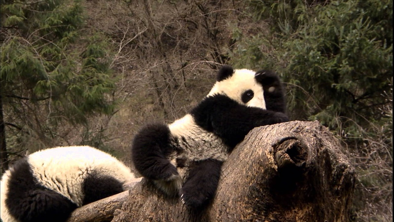 baer, 1080P, cute, panda, pandas, baby, bears