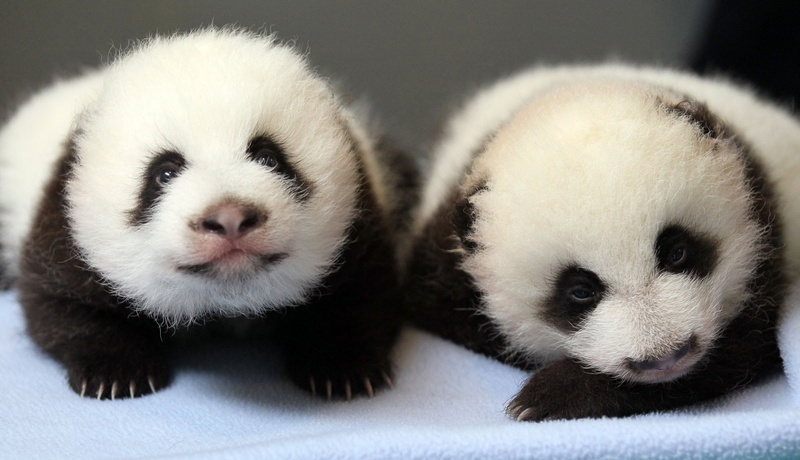 panda, 2K, baer, bears, pandas, cute, baby