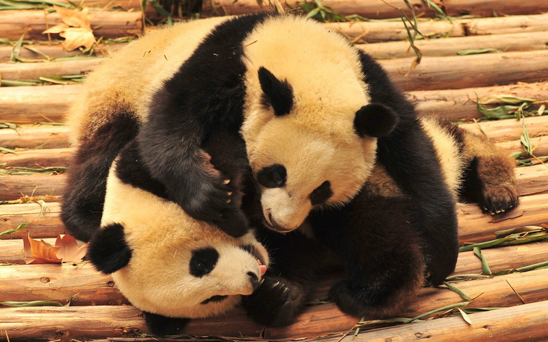 panda, bears, pandas, 1080P, baer, cute, baby