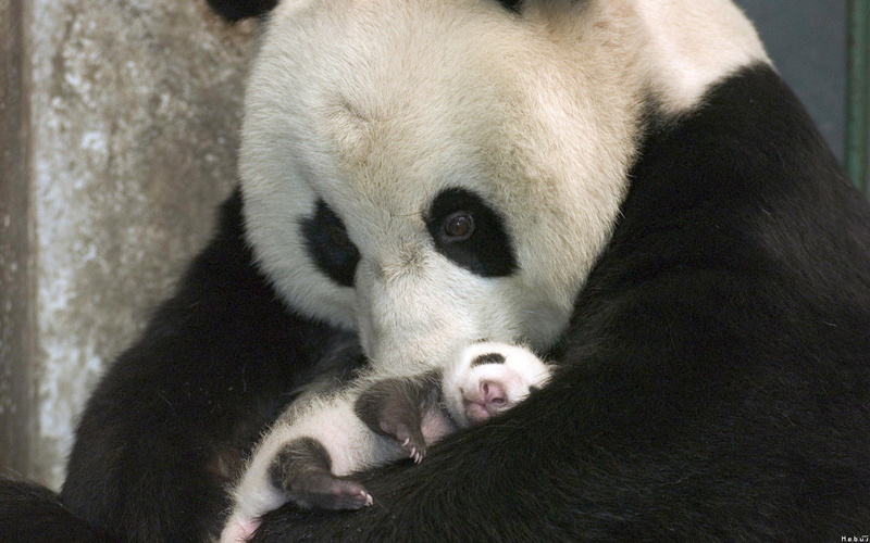 1080P, herbivorous, baby, animals in the wild, bear, nature, cute, no people, domestic animals, panda - animal, animal wildlife, Pandas, white color, mammal