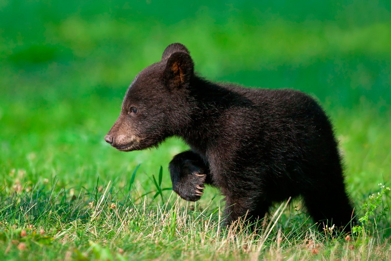 outdoors, side view, animal wildlife, day, bear, nature, baby animals, carnivora, one animal, animal, profile view, green color, no people, bears, animals in the wild