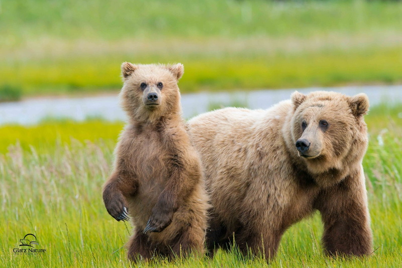animals, plant, precious gem, baby animals, day, young animal, bears, mammal, two animals, grass, no people, 1080P, group of animals, animal family, nature