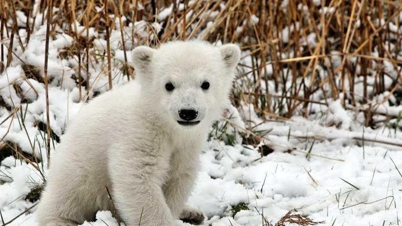 polar bear, baby, cute, 1080P, bear
