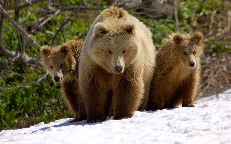 baby animals, 2K, animals, bears