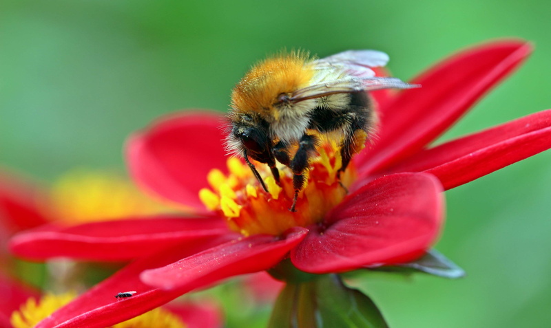 close-up, bee, flower head, fly, collect nectar, animals in the wild, mignon dahlia, nectar search, hummel, inflorescence, bumblebee, bombus pratorum insect